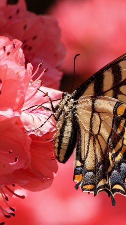 Butterfly Setting on Flower