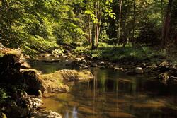 Calm River in Jungle Nature