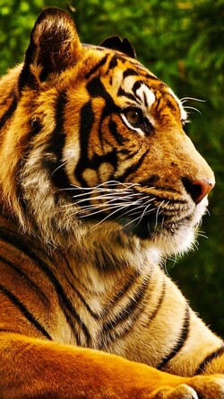 Calm Tiger Mobile Wallpaper