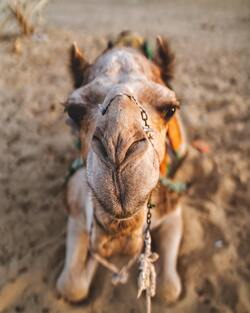 Camel Animal Close Up Photo