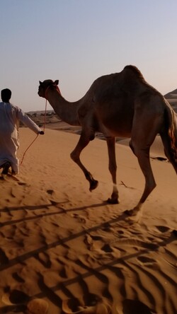 Camel in Desert Mobile Wallpaper