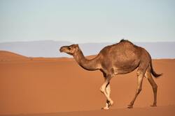 Camel in Desert Ultra HD Wallpaper