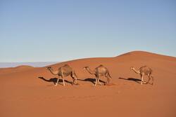 Camels in Desert Photo