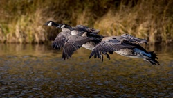 Canada Goose Birds Flight