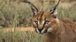 Caracal Animal HD Wallpaper