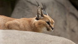 Caracal Looking For Prey HD Wallpaper