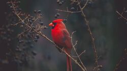 Cardinal Bird on Branches