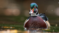 Carolina Duck Portrait Photography