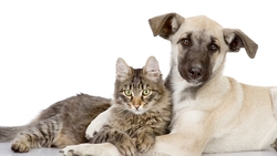 Cat and Dog Sitting HD Wallpaper