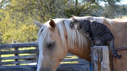 Cat and Horse Love HD Wallpaper