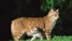 Cat And Kitten on Grass