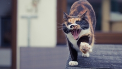 Cat Animal Roaring HD Wallpaper