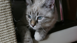 Cat Animal Sitting HD Wallpaper