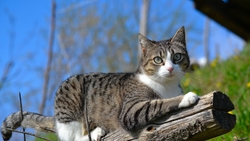 Cat Animal Sitting in Wood Photo