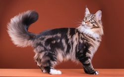 Cat Animal Standing HD Wallpaper