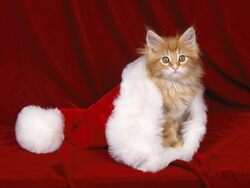 Cat in Christmas Cap