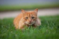 Cat in Green Grass 4K Photo