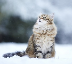 Cat in Snow Think