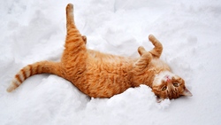 Cat in Snowy Winter Season