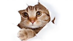Cat Inside Bed Sheet HD Wallpaper