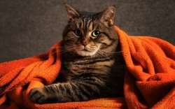 Cat Inside Bedsheet HD Wallpaper