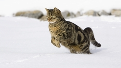 Cat Jumping in Snow HD Wallpaper