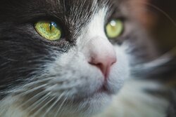 Cat Killing Eyes CloseUp Photo