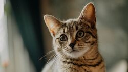 Cat Kitten Glance