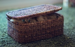Cat Looking from Basket