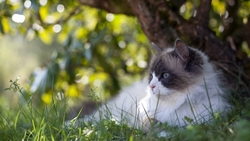 Cat Lying in Grass