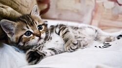 Cat Lying On Bed Pets Animal Photo