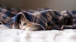 Cat Lying Under Cloth