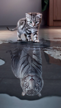 Cat Mirror Like Tiger Mobile Image
