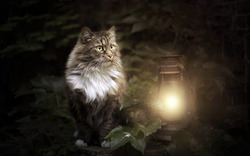 Cat Near Lamp in Forest HD Wallpaper
