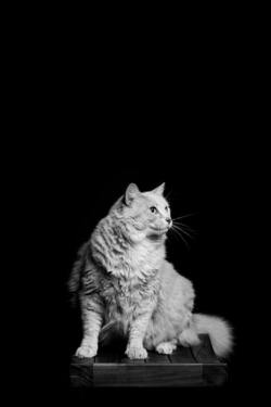 Cat on Table with Black Background