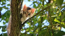 Cat on The Tree