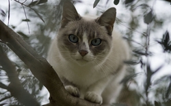 Cat on Tree Branch Wallpaper