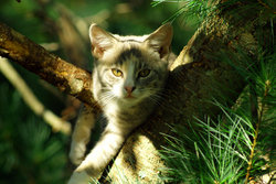 Cat on Tree