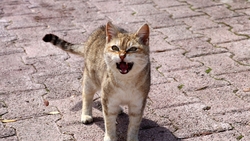 Cat Screaming HD Wallpaper