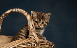 Cat Sitting in Basket HD Wallpaper