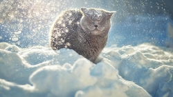 Cat Sitting in Snow HD Wallpaper