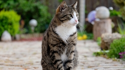 Cat Sitting in Street