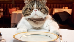 Cat Sitting Near Plate HD Wallpaper