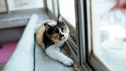 Cat Sitting Near Window HD Image