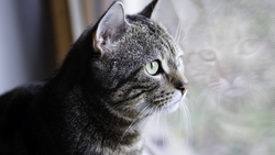 Cat Sitting Near Window HD Wallpaper
