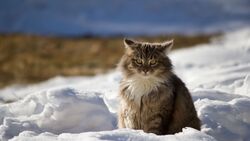 Cat Sitting on Snow