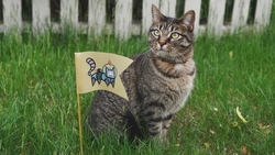 Cat Sitting on The Grass HD Wallpaper