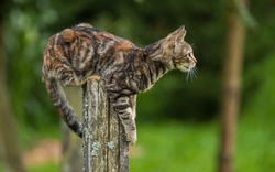 Cat Sitting on Wood HD Wallpaper