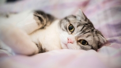 Cat Sleeping in Bed HD Image