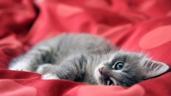 Cat Sleeping in Bed HD Wallpaper
